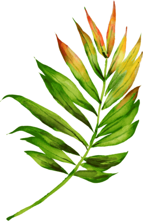 Leaf Image